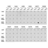 Dot Blot - Anti-Histone H3 (di methyl Arg17) Antibody (A16727) - Antibodies.com