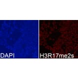 Immunofluorescence - Anti-Histone H3 (di methyl Arg17) Antibody (A16727) - Antibodies.com