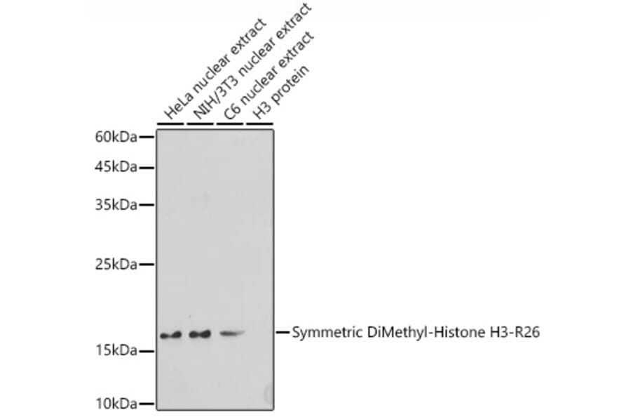 Western Blot - Anti-Histone H3 (di methyl Arg26) Antibody (A16728) - Antibodies.com