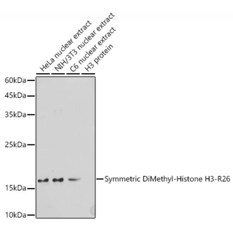 Western Blot - Anti-Histone H3 (di methyl Arg26) Antibody (A16728) - Antibodies.com