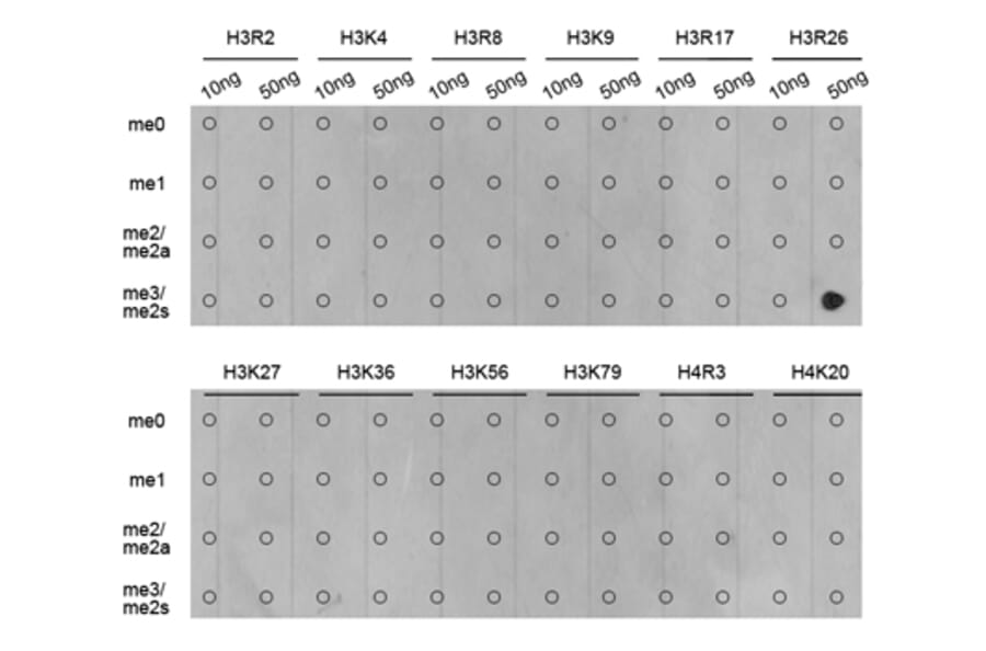 Dot Blot - Anti-Histone H3 (di methyl Arg26) Antibody (A16728) - Antibodies.com