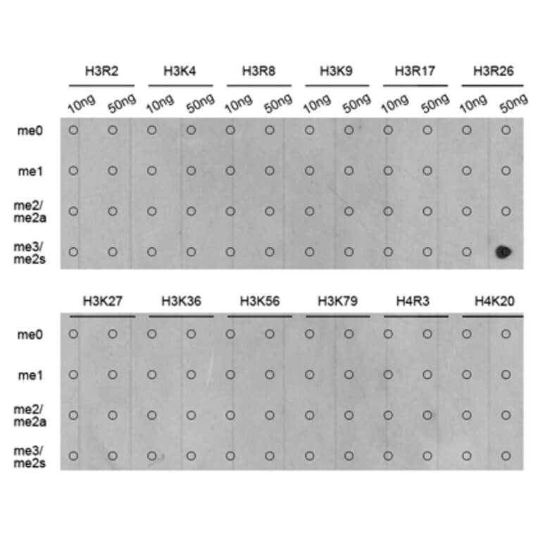 Dot Blot - Anti-Histone H3 (di methyl Arg26) Antibody (A16728) - Antibodies.com