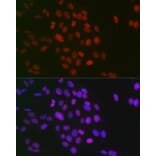 Immunofluorescence - Anti-Histone H3 (di methyl Arg26) Antibody (A16728) - Antibodies.com