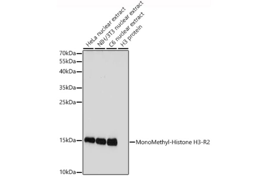 Western Blot - Anti-Histone H3 (mono methyl Arg2) Antibody (A16729) - Antibodies.com