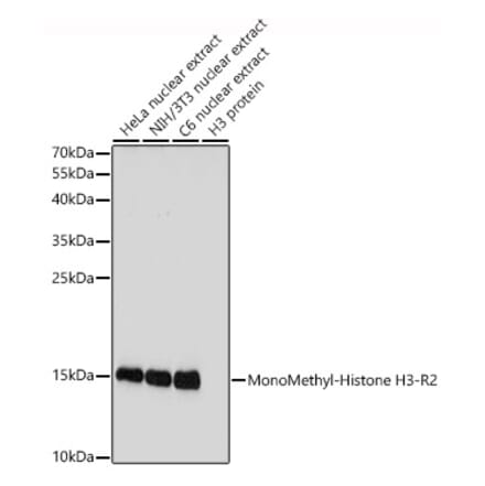 Western Blot - Anti-Histone H3 (mono methyl Arg2) Antibody (A16729) - Antibodies.com
