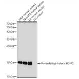 Western Blot - Anti-Histone H3 (mono methyl Arg2) Antibody (A16729) - Antibodies.com