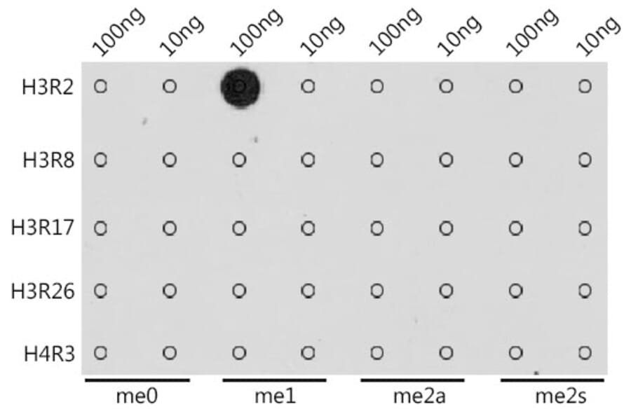 Dot Blot - Anti-Histone H3 (mono methyl Arg2) Antibody (A16729) - Antibodies.com