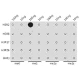 Dot Blot - Anti-Histone H3 (mono methyl Arg2) Antibody (A16729) - Antibodies.com