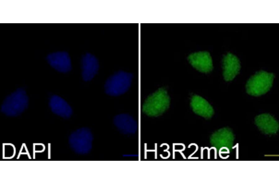 Immunofluorescence - Anti-Histone H3 (mono methyl Arg2) Antibody (A16729) - Antibodies.com