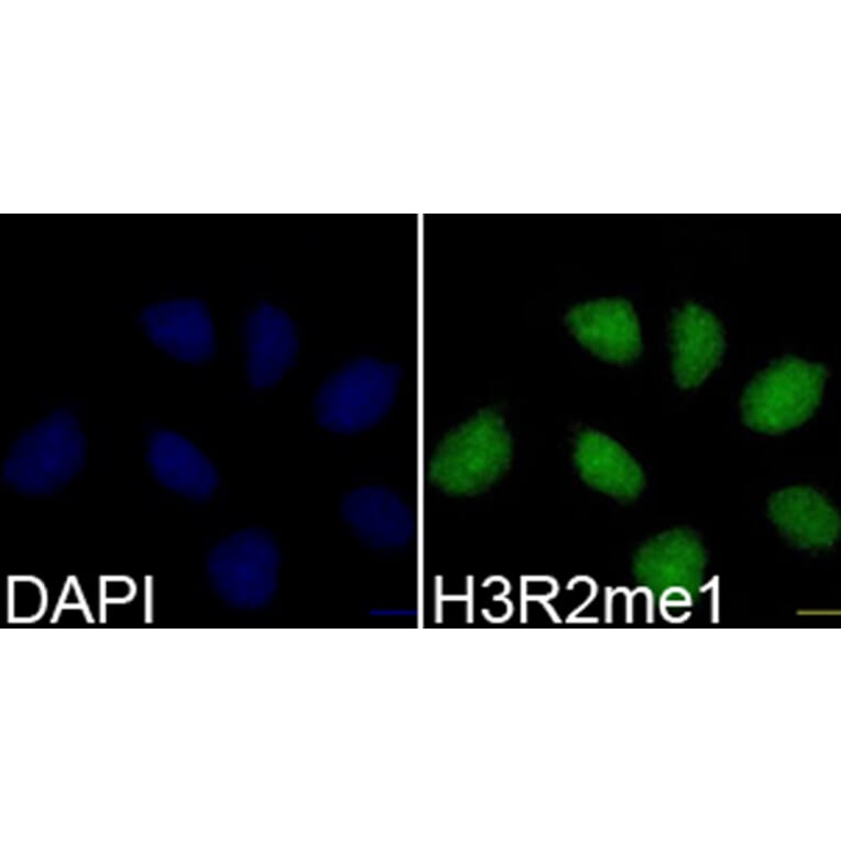 Immunofluorescence - Anti-Histone H3 (mono methyl Arg2) Antibody (A16729) - Antibodies.com