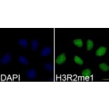 Immunofluorescence - Anti-Histone H3 (mono methyl Arg2) Antibody (A16729) - Antibodies.com