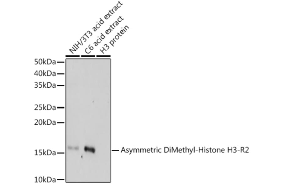 Western Blot - Anti-Histone H3 (asymmetric di methyl Arg2) Antibody (A16730) - Antibodies.com