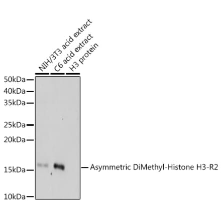 Western Blot - Anti-Histone H3 (asymmetric di methyl Arg2) Antibody (A16730) - Antibodies.com