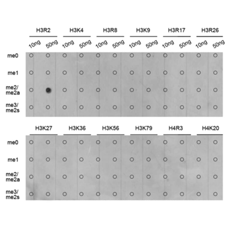 Dot Blot - Anti-Histone H3 (asymmetric di methyl Arg2) Antibody (A16730) - Antibodies.com