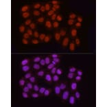 Immunofluorescence - Anti-Histone H3 (asymmetric di methyl Arg2) Antibody (A16730) - Antibodies.com