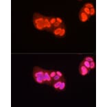 Immunofluorescence - Anti-Histone H3 (asymmetric di methyl Arg2) Antibody (A16730) - Antibodies.com