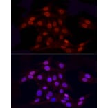 Immunofluorescence - Anti-Histone H3 (asymmetric di methyl Arg2) Antibody (A16730) - Antibodies.com