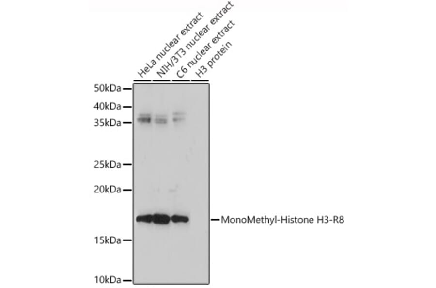 Western Blot - Anti-Histone H3 (mono methyl Arg8) Antibody (A16731) - Antibodies.com