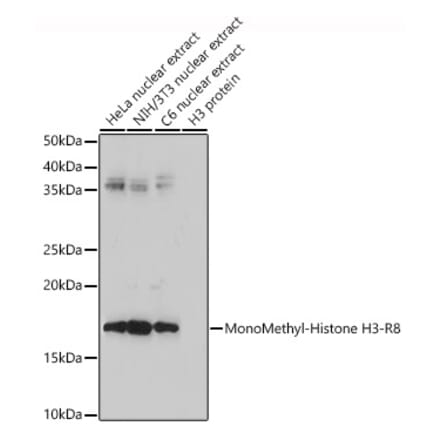 Western Blot - Anti-Histone H3 (mono methyl Arg8) Antibody (A16731) - Antibodies.com