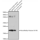 Western Blot - Anti-Histone H3 (mono methyl Arg8) Antibody (A16731) - Antibodies.com