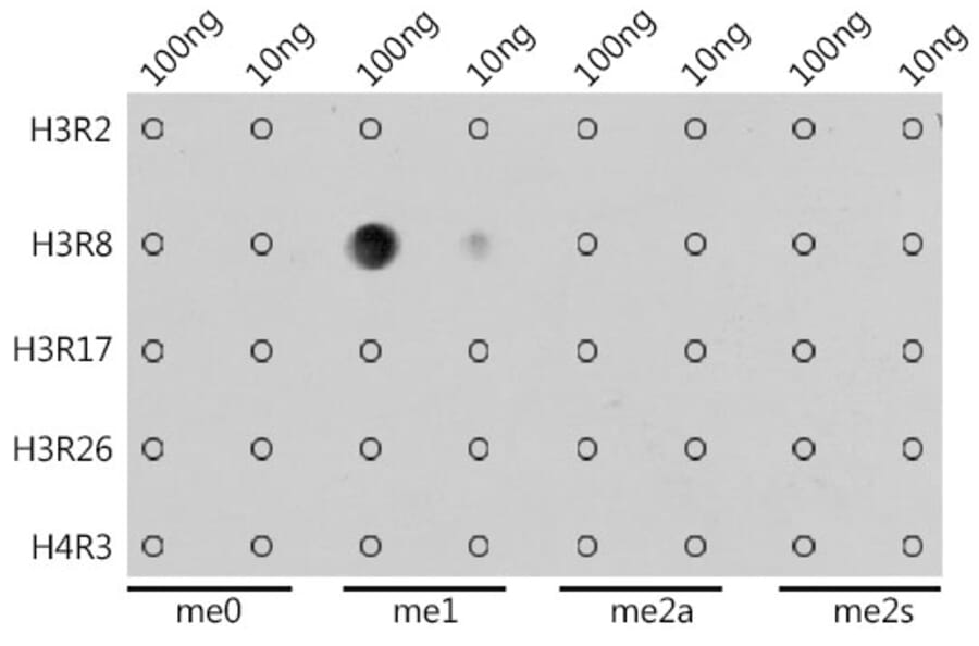 Dot Blot - Anti-Histone H3 (mono methyl Arg8) Antibody (A16731) - Antibodies.com