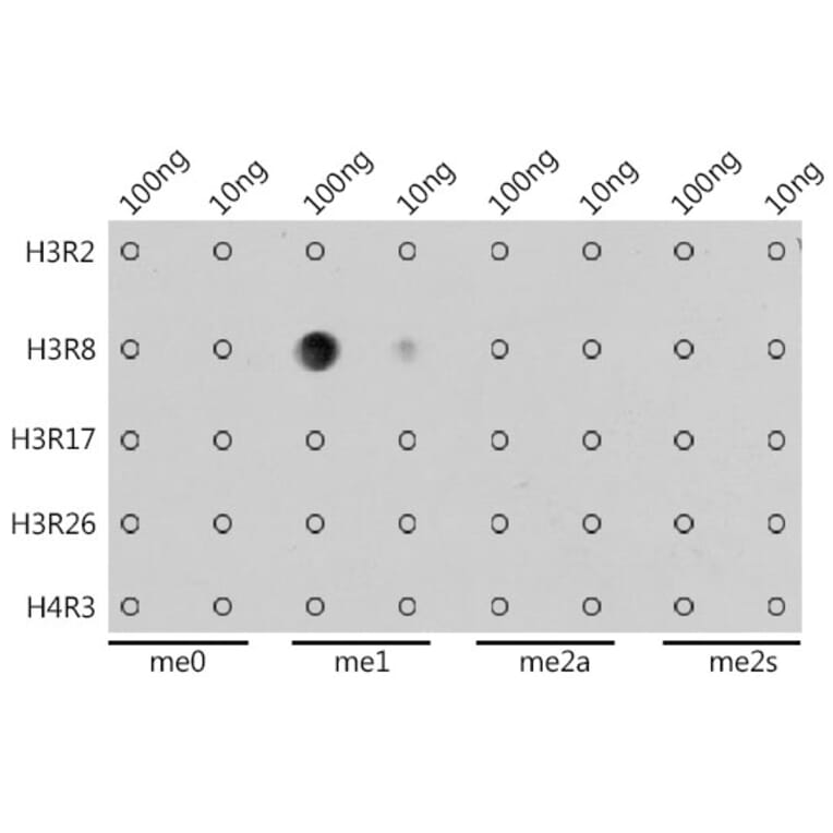 Dot Blot - Anti-Histone H3 (mono methyl Arg8) Antibody (A16731) - Antibodies.com