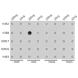 Dot Blot - Anti-Histone H3 (mono methyl Arg8) Antibody (A16731) - Antibodies.com