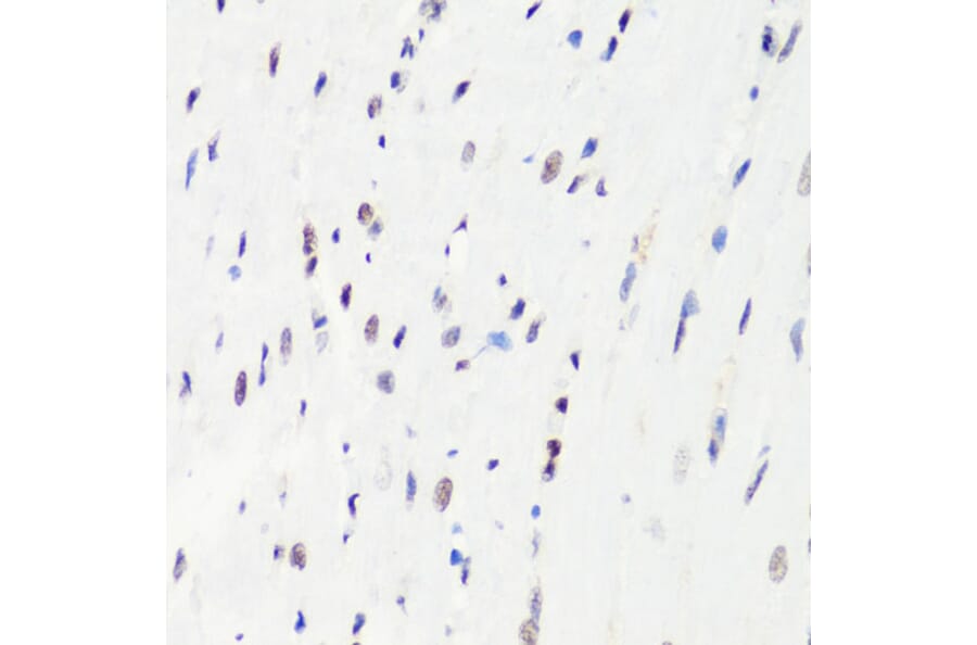 Immunohistochemistry - Anti-Histone H3 (mono methyl Arg8) Antibody (A16731) - Antibodies.com
