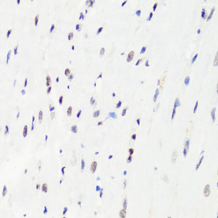 Immunohistochemistry - Anti-Histone H3 (mono methyl Arg8) Antibody (A16731) - Antibodies.com