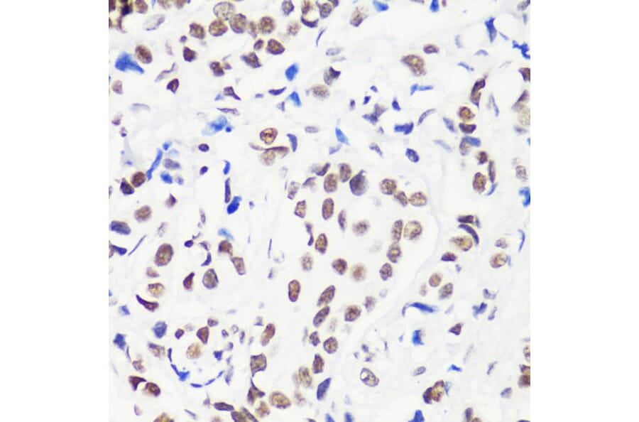 Immunohistochemistry - Anti-Histone H3 (mono methyl Arg8) Antibody (A16731) - Antibodies.com