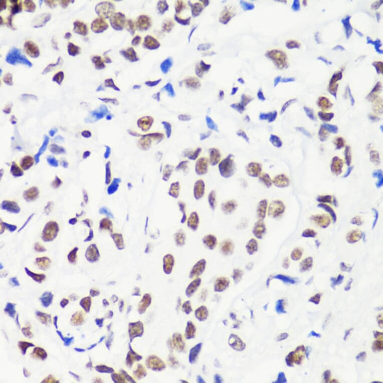 Immunohistochemistry - Anti-Histone H3 (mono methyl Arg8) Antibody (A16731) - Antibodies.com