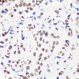 Immunohistochemistry - Anti-Histone H3 (mono methyl Arg8) Antibody (A16731) - Antibodies.com