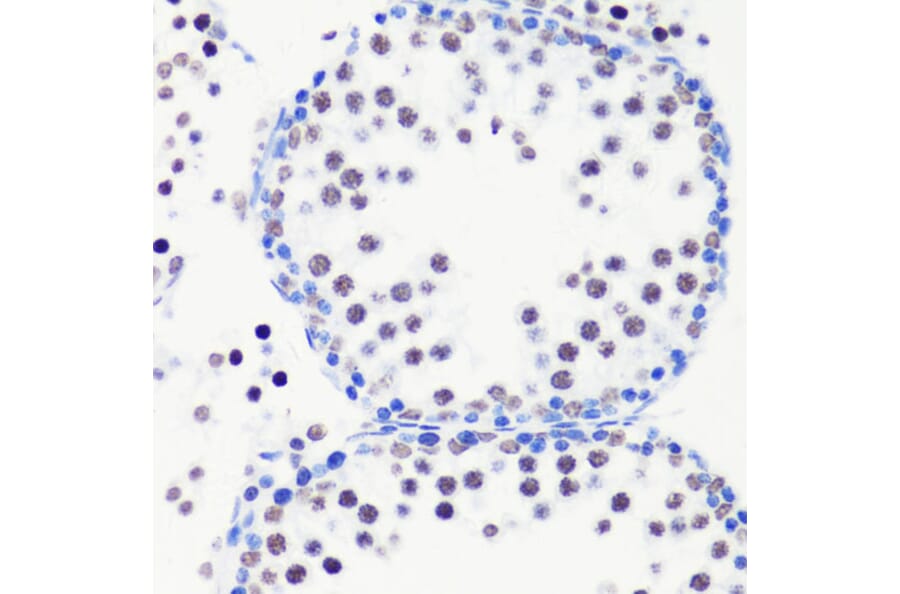 Immunohistochemistry - Anti-Histone H3 (mono methyl Arg8) Antibody (A16731) - Antibodies.com