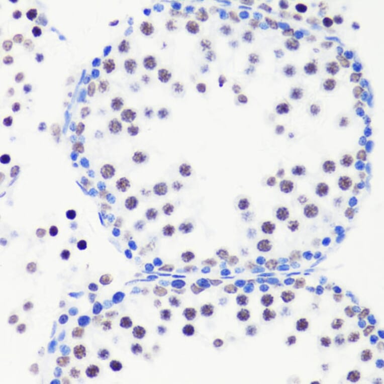 Immunohistochemistry - Anti-Histone H3 (mono methyl Arg8) Antibody (A16731) - Antibodies.com