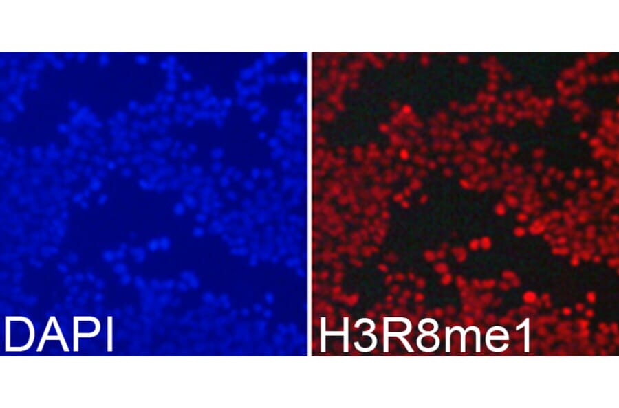 Immunofluorescence - Anti-Histone H3 (mono methyl Arg8) Antibody (A16731) - Antibodies.com