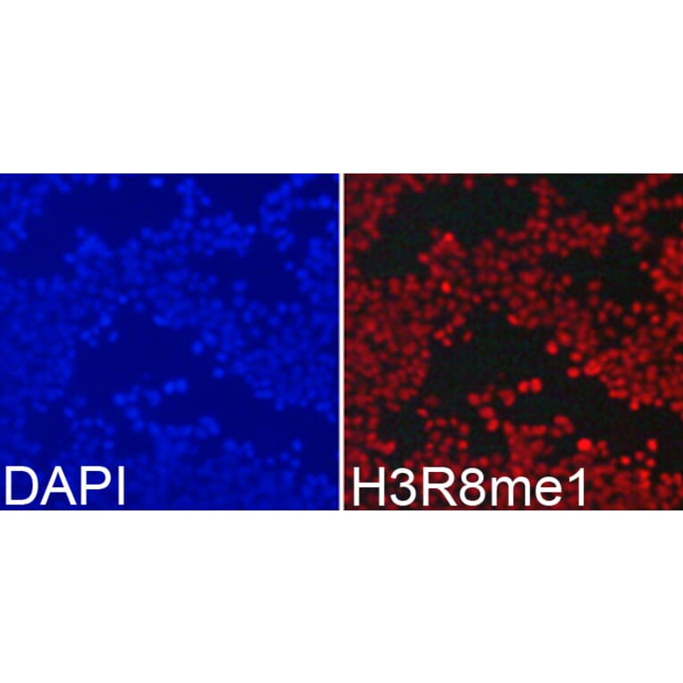 Immunofluorescence - Anti-Histone H3 (mono methyl Arg8) Antibody (A16731) - Antibodies.com