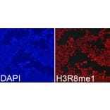 Immunofluorescence - Anti-Histone H3 (mono methyl Arg8) Antibody (A16731) - Antibodies.com