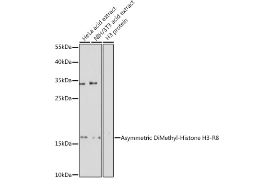 Western Blot - Anti-Histone H3 (asymmetric di methyl Arg8) Antibody (A16732) - Antibodies.com