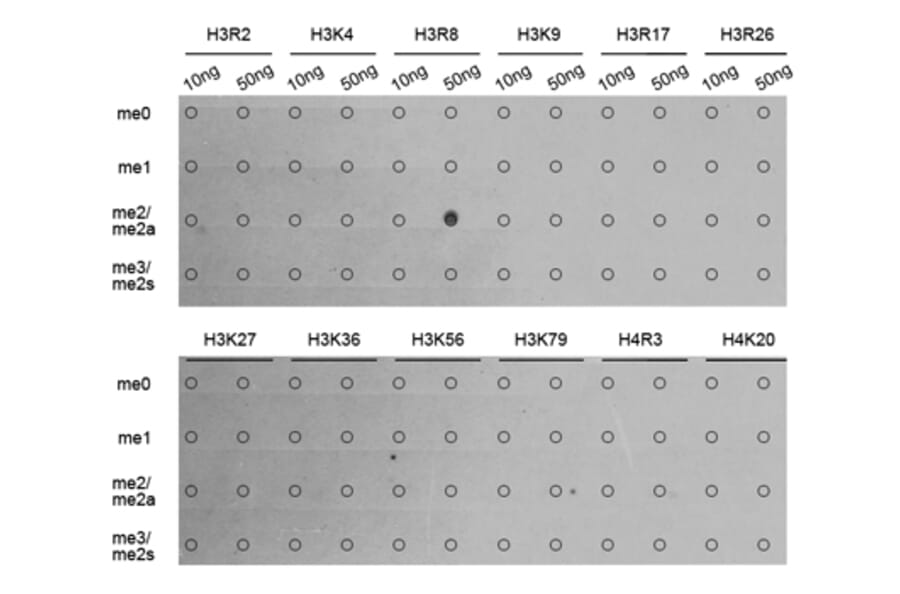 Dot Blot - Anti-Histone H3 (asymmetric di methyl Arg8) Antibody (A16732) - Antibodies.com