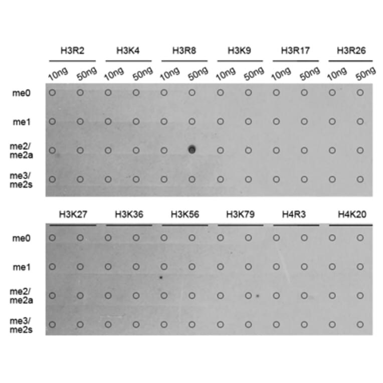 Dot Blot - Anti-Histone H3 (asymmetric di methyl Arg8) Antibody (A16732) - Antibodies.com