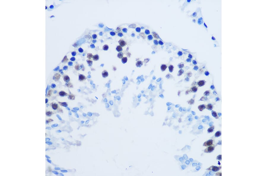 Immunohistochemistry - Anti-Histone H3 (asymmetric di methyl Arg8) Antibody (A16732) - Antibodies.com