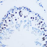Immunohistochemistry - Anti-Histone H3 (asymmetric di methyl Arg8) Antibody (A16732) - Antibodies.com