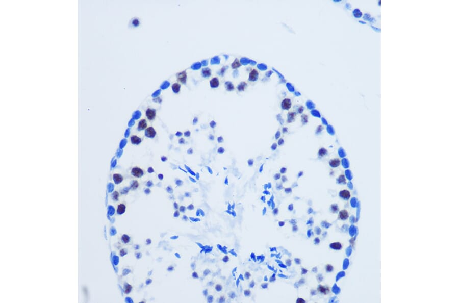 Immunohistochemistry - Anti-Histone H3 (asymmetric di methyl Arg8) Antibody (A16732) - Antibodies.com
