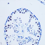 Immunohistochemistry - Anti-Histone H3 (asymmetric di methyl Arg8) Antibody (A16732) - Antibodies.com