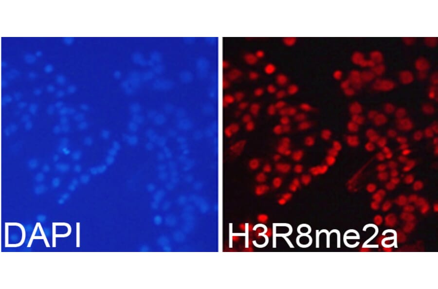 Immunofluorescence - Anti-Histone H3 (asymmetric di methyl Arg8) Antibody (A16732) - Antibodies.com