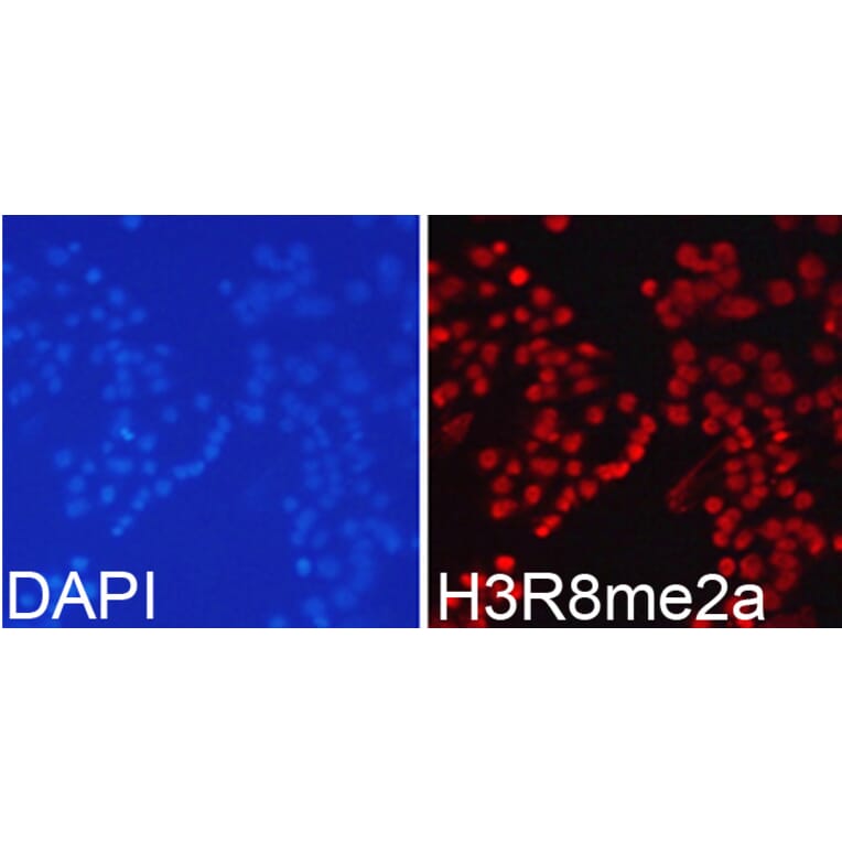 Immunofluorescence - Anti-Histone H3 (asymmetric di methyl Arg8) Antibody (A16732) - Antibodies.com