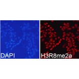Immunofluorescence - Anti-Histone H3 (asymmetric di methyl Arg8) Antibody (A16732) - Antibodies.com