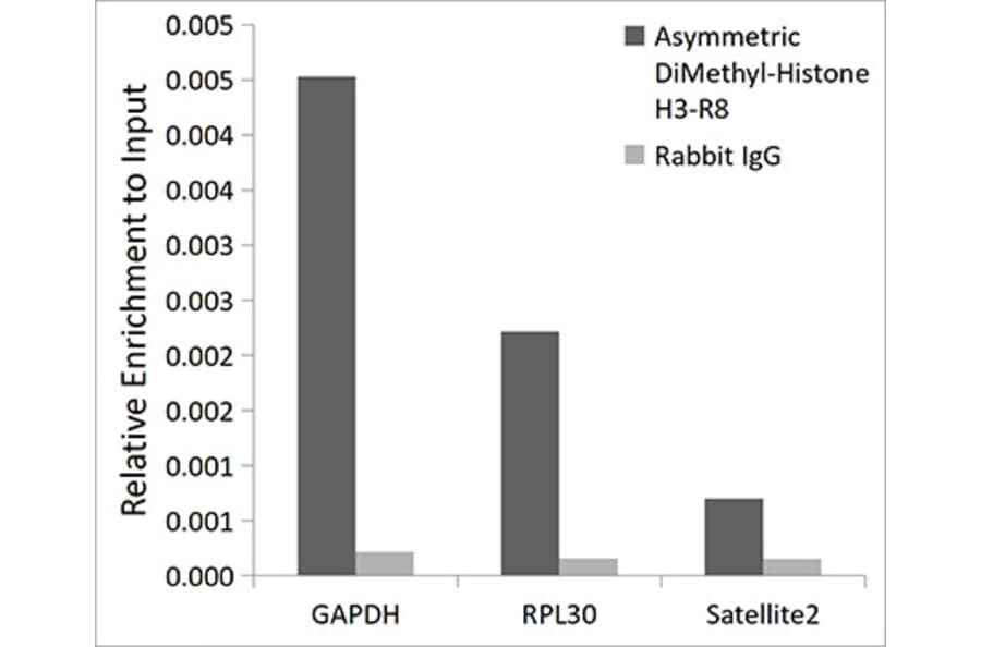 Chromatin Immunoprecipitation - Anti-Histone H3 (asymmetric di methyl Arg8) Antibody (A16732) - Antibodies.com