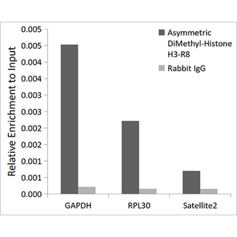 Chromatin Immunoprecipitation - Anti-Histone H3 (asymmetric di methyl Arg8) Antibody (A16732) - Antibodies.com