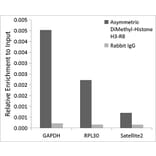Chromatin Immunoprecipitation - Anti-Histone H3 (asymmetric di methyl Arg8) Antibody (A16732) - Antibodies.com